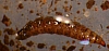 soil_fly_larvae.jpg