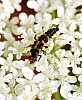 spotted_lady_beetle_larvae_coleomegilla_maculata.jpg