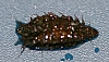 water_scavenger_beetle_larvae.jpg