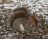 gray_squirrel_sciurus_carolinensis.jpg