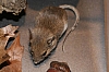 mouse_white-footed_mouse_peromyscus_leucopus.jpg