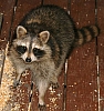 raccoon(2).jpg