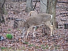 white-tailed_deer_odocoileus_virginianus.jpg