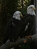 bald_eagles_haliaeetus_leucocephalus.jpg
