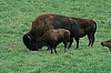 bison_bison_bison.jpg