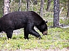 black_bear_ursus_americana.jpg
