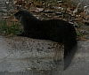 river_otter_lutra_canadensis.jpg