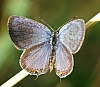 eastern_tailed_blue_butterfly_everes_comyntas.jpg
