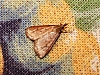 owlet_moth_sp.(3).jpg