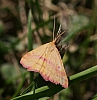 pink-bordered_moth_phytometra_rhodarialis.jpg