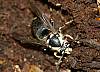 Bald-faced hornet, Dolichovespula maculata (2).JPG