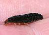 Beetle Larvae (4).JPG