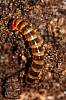 Beetle Larvae (7).JPG