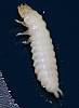 Carpet Beetle Larvae, Anthrenus sp. (2).JPG