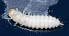 Carpet Beetle Larvae, Anthrenus sp..JPG