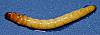 Darkling Beetle Larvae.JPG