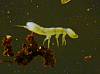 Elongate Springtail (14).JPG