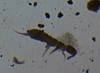 Elongate Springtail (15).JPG