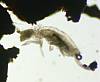 Elongate Springtail (17).JPG