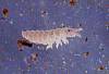 Elongate Springtail (2).JPG