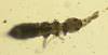 Elongate Springtail (20).JPG