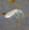 Elongate Springtail (8).JPG