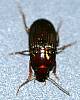 Ground Beetle sp. (2).JPG