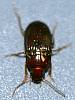 Ground Beetle sp. (3).JPG