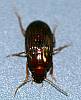 Ground Beetle sp. (4).JPG