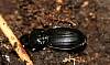 Ground Beetle sp. (5).JPG