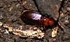 Ground Beetle sp. (7).JPG