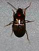 Ground Beetle sp..JPG