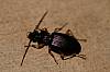 Ground Beetle, Agonum sp..JPG