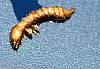 Leaf Beetle Larvae (3).JPG