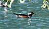 Male Hooded Merganser.JPG