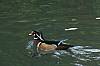 Male Wood Duck.JPG