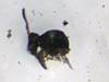 Orbatid Springtail (4).JPG