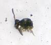 Orbatid Springtail (5).JPG