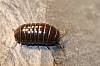 Pilbug, Armadillidium vulgare.JPG