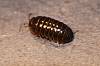 Pillbug, Armadillidium vulgare (2).JPG