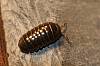 Pillbug, Armadillidium vulgare.JPG