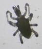 Predaceous Mite (23).JPG