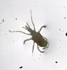 Predaceous Mite (4).JPG