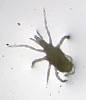 Predaceous Mite (6).JPG