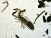 Pseudoscorpion (10).JPG