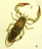 Pseudoscorpion (6).JPG