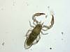 Pseudoscorpion (7).JPG