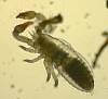 Pseudoscorpion (9).JPG