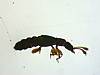 Rove Beetle (8).JPG