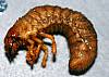 Scarab Beetle Larvae.JPG